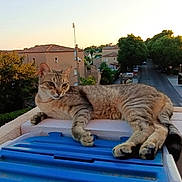 Lylie participe au concours pour gagner de l'argent avec cette photo : animal, building, calm, cat, container, daylight, feline, ledge, nature, outdoor, paw, pet, quiet, relaxed, street, suburb, sunset, tabby, tree, urban