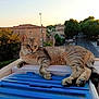 animal, building, calm, cat, container, daylight, feline, ledge, nature, outdoor, paw, pet, quiet, relaxed, street, suburb, sunset, tabby, tree, urban