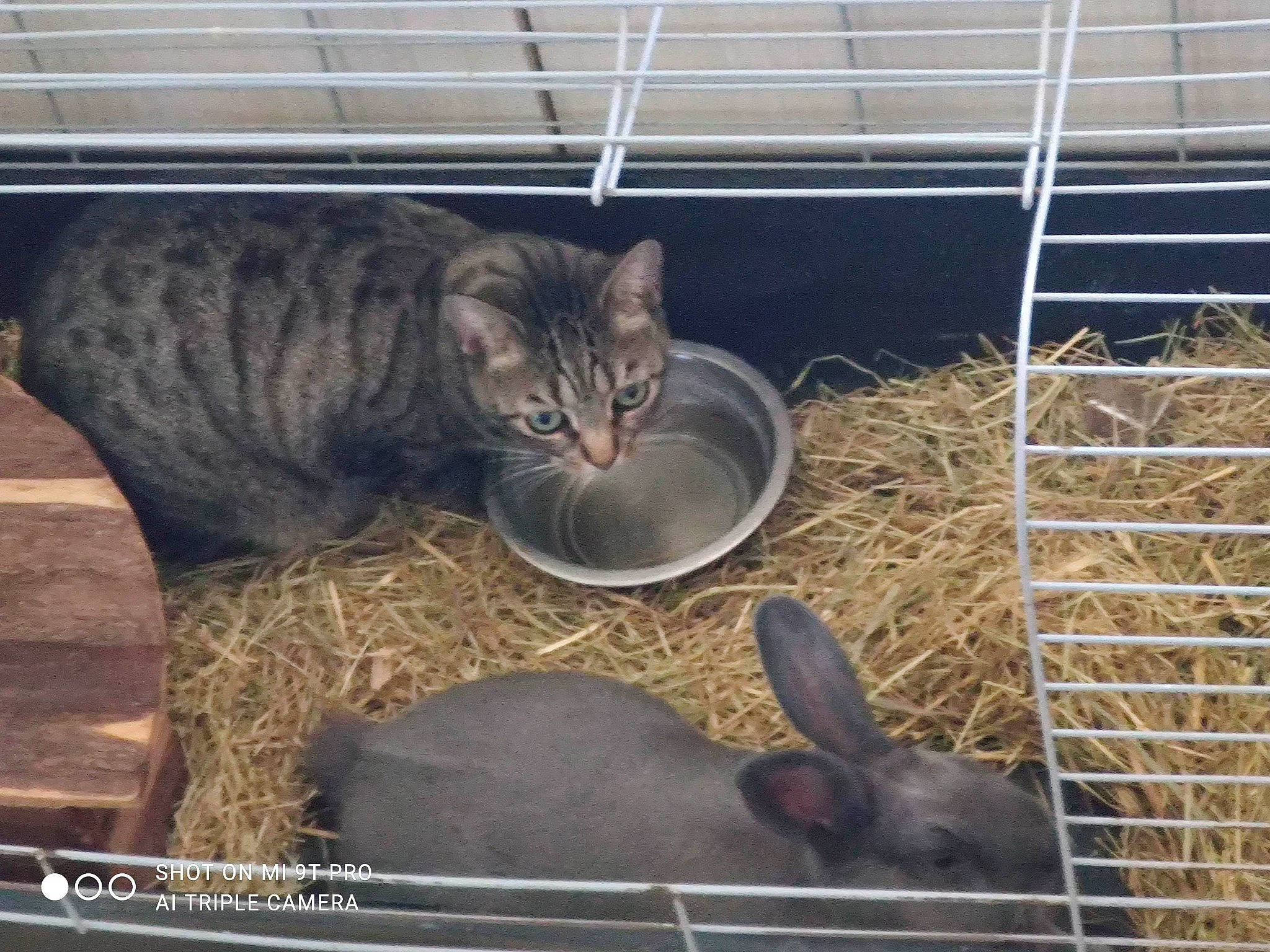 Lylie a rejoint le concours — aidez-le/la à gagner de superbes lots ! animal_shelter, carnivore, cat, domestic_short_haired_cat, european_shorthair, felidae, ocicat, rabbit, small_to_medium_sized_cats, tabby_cat, whiskers