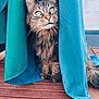 Maya a rejoint le concours — aidez-le/la à gagner de superbes lots ! cat, tabby, curtains, green_eyes, wooden_floor, fluffy, indoor, peeking, curious, pet, animal, feline, ears, whiskers, tail, portrait, soft_fur, closeup, home, cozy