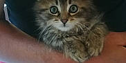 Maya participe au concours pour gagner de l'argent avec cette photo : kitten, cat, animal, pet, furry, cute, person, holding, arms, indoor, closeup, portrait, young, tabby, whiskers, eyes, fur, resting, hands, clothing