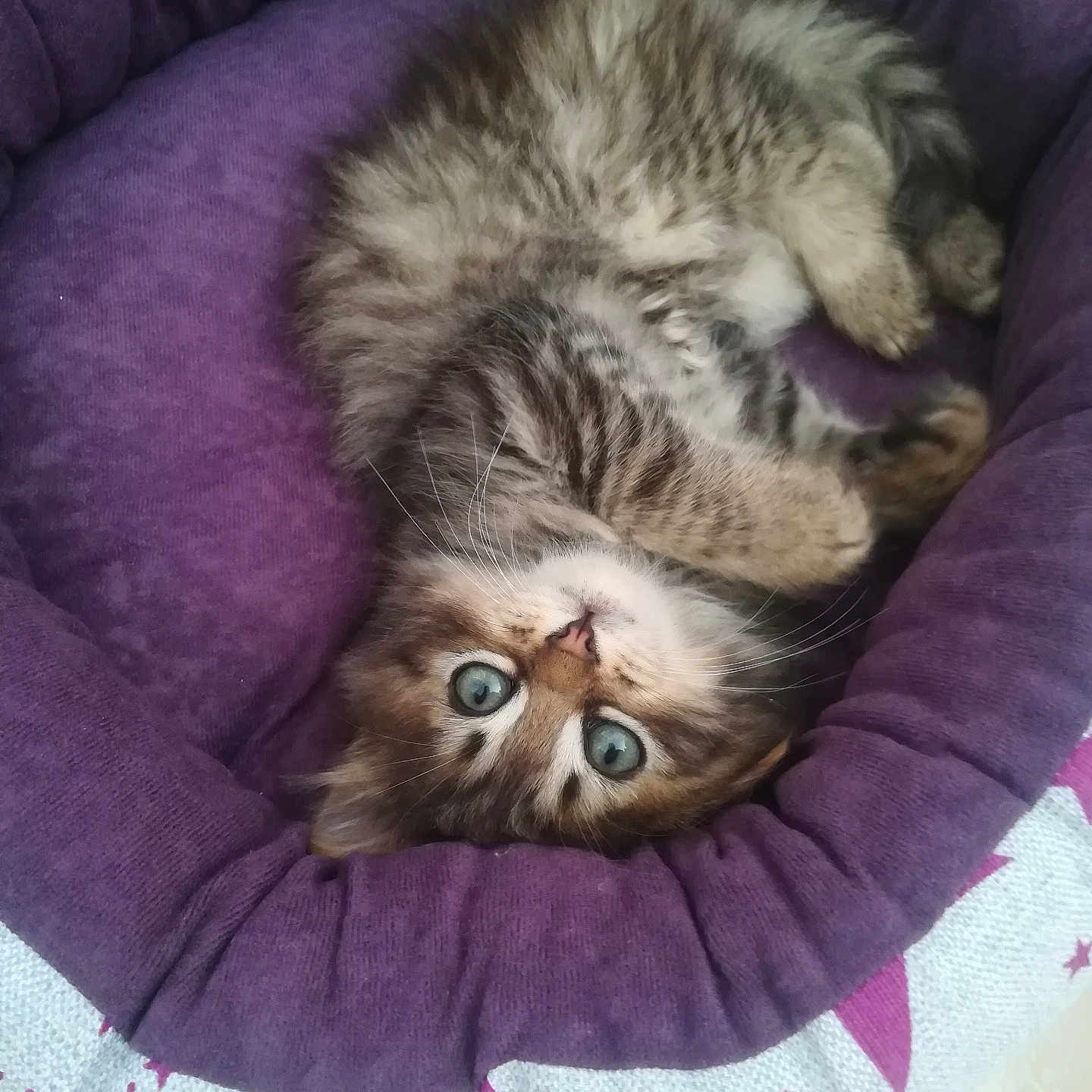 Maya participe au concours pour gagner de l'argent avec cette photo : animal, blue_eyes, cat, cozy, curious, cute, cute_pet, feline, fluffy, indoor, kitten, paws, pet_bed, purple, resting, sleepy, small, soft, tabby, whiskers