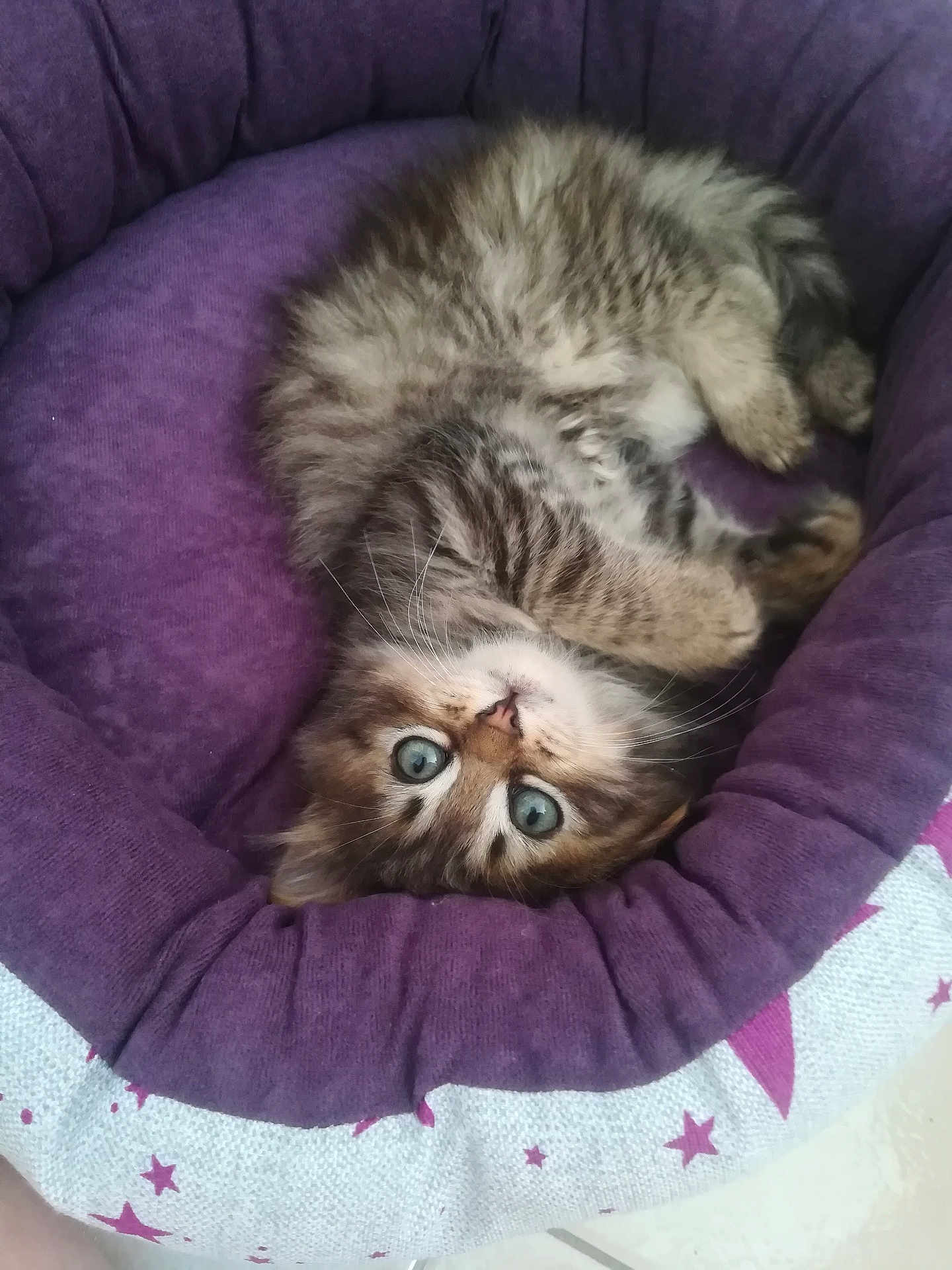 Maya participe au concours pour gagner de l'argent avec cette photo : kitten, cat, pet_bed, purple, fluffy, blue_eyes, tabby, cute, animal, feline, cozy, resting, curious, whiskers, paws, soft, small, indoor, cute_pet, sleepy