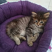Maya a rejoint le concours — aidez-le/la à gagner de superbes lots ! kitten, cat, pet_bed, purple, fluffy, tabby, cute, feline, indoor, cozy, resting, paw, hand, fur, animal, young, small, domestic, comfort, curious
