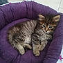 kitten, cat, pet_bed, purple, fluffy, tabby, cute, feline, indoor, cozy, resting, paw, hand, fur, animal, young, small, domestic, comfort, curious