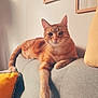 Simba participe au concours pour gagner de l'argent avec cette photo : cat, orange_tabby, feline, couch, indoor, relaxed, paw, fur, pet, home, yellow_pillow, gray_furniture, sunlight, wall_art, cozy, domestic, resting, whiskers, ears, living_room