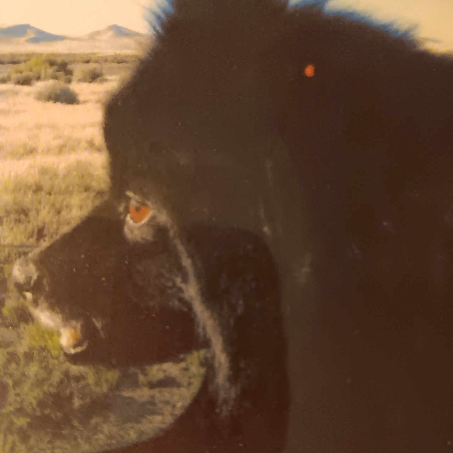 Petey is registered to the contest to win money with this photo: adult, animal, bear, blackbear, canine, coyote, dog, female, germanshepherd, husky, labradorretriever, nature, newfoundland, outdoors, person, pet, puppy, silhouette, wolf, woman
