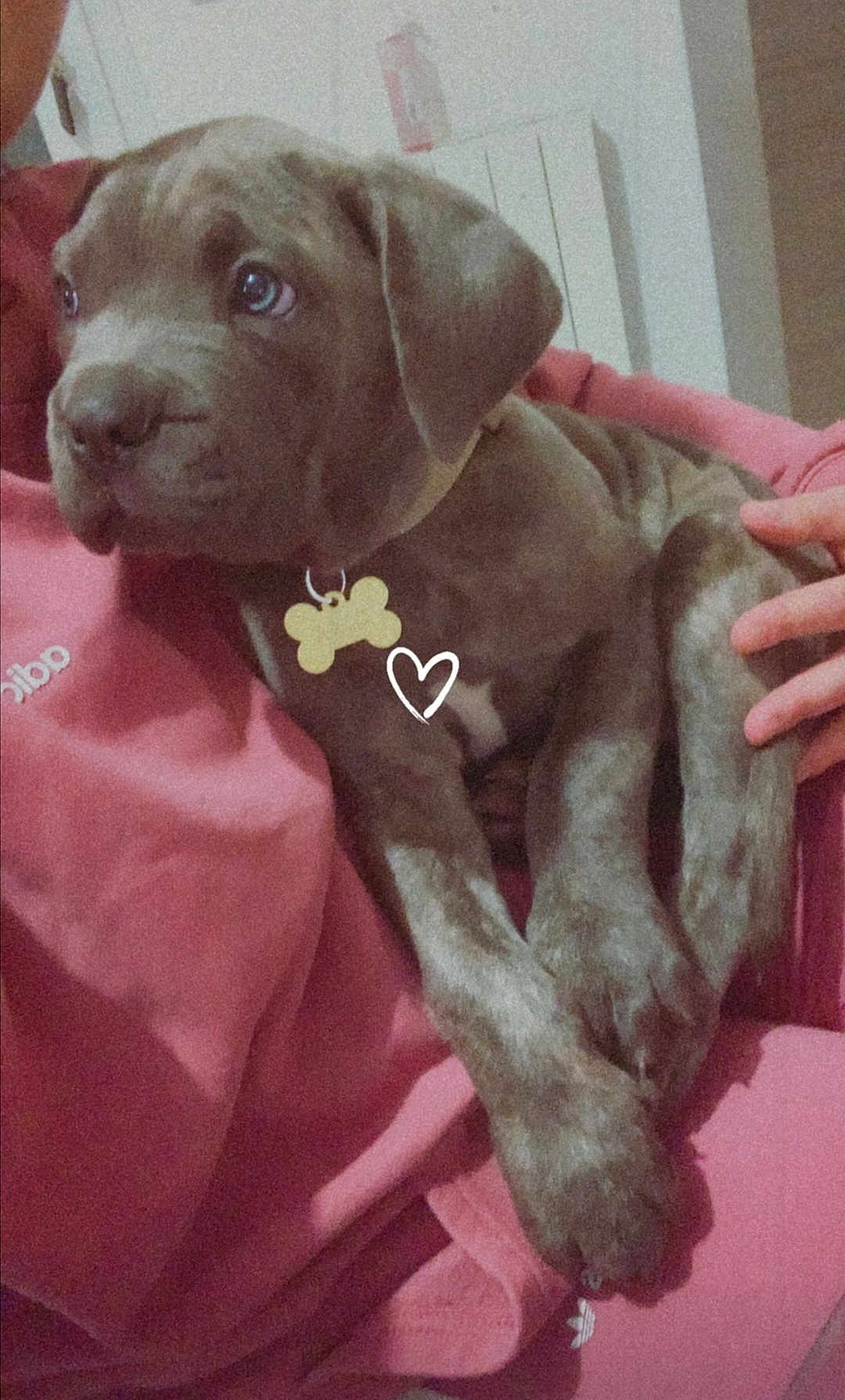 Gina participe au concours pour gagner de l'argent avec cette photo : puppy, dog, pet, brown_fur, collar, bone_tag, heart_doodle, pink_hoodie, person, hand, indoor, cozy, cute, animal, closeup, snuggling, young_dog, fur_texture, domestic_animal, relaxed