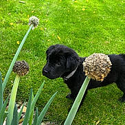 Baxter is registered to the contest to win money with this photo: puppy, dog, black_dog, grass, garden, plants, flower_heads, greenery, collar, outdoor, nature, bench, rocks, curious, pet, young_dog, lawn, spring, daylight, animal