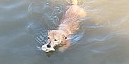 Lady participe au concours pour gagner de l'argent avec cette photo : animal, brown, canine, dog, fetch, lake, motion, mouth, muzzle, nature, outdoor, pet, play, ripples, river, swimming, toy, water, water_surface, wet