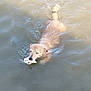 animal, brown, canine, dog, fetch, lake, motion, mouth, muzzle, nature, outdoor, pet, play, ripples, river, swimming, toy, water, water_surface, wet