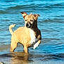 Lady participe au concours pour gagner de l'argent avec cette photo : animal, beach, brown_dog, canine, daytime, dog, nature, outdoor, paw, pet, rocks, sea, shore, small_dog, standing, summer, wading, water, waves, white_chest