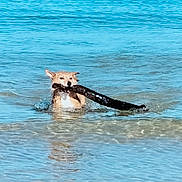 Lady a rejoint le concours — aidez-le/la à gagner de superbes lots ! active, adventure, animal, beach, canine, dog, fetch, fun, lake, nature, outdoor, pet, playful, stick, summer, sunlight, swimming, tongue, water, wet
