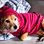 Lady participe au concours pour gagner de l'argent avec cette photo : animal, canine, comfortable, couch, cozy, cute, dog, fur, furry, hoodie, indoor, paw, pet, pink_clothing, plaid_blanket, portrait, relaxed, resting, soft_light, warm
