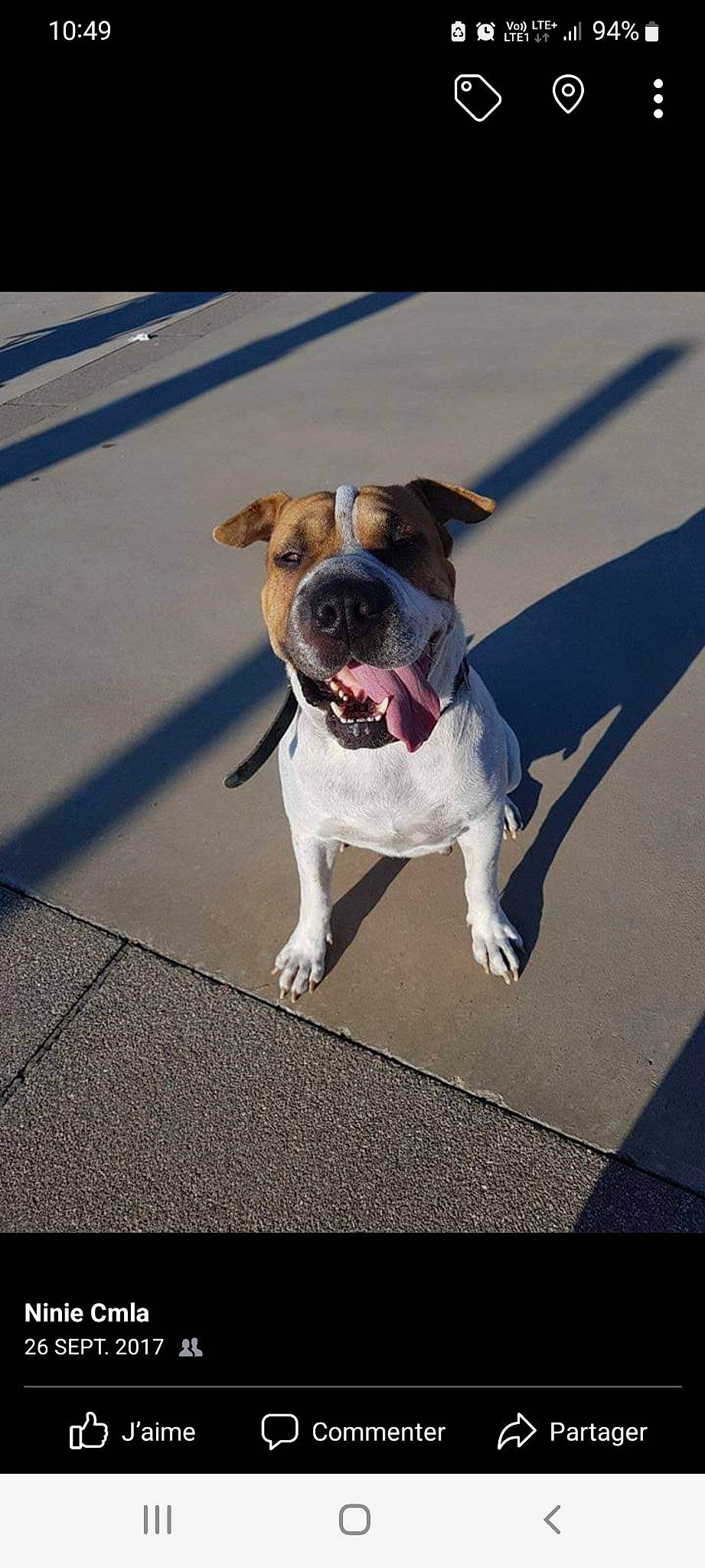 Doudou a rejoint le concours — aidez-le/la à gagner de superbes lots ! asphalt, carnivore, collar, companion_dog, dog, dog_breed, dog_collar, dog_supply, fashion_accessory, fawn, flooring, leash, paw, pet_supply, road_surface, sidewalk, snout, sporting_group, toy_dog, working_animal