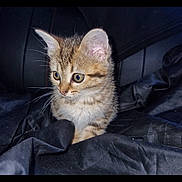 Tigro participe au concours pour gagner de l'argent avec cette photo : kitten, cat, tabby, animal, pet, feline, young, fur, whiskers, ears, eyes, cute, indoor, black_background, fabric, sitting, alert, small, domestic, portrait