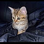 kitten, cat, tabby, animal, pet, feline, young, fur, whiskers, ears, eyes, cute, indoor, black_background, fabric, sitting, alert, small, domestic, portrait