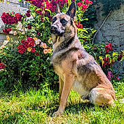 Tempo participe au concours pour gagner de l'argent avec cette photo : animal, backyard, black_mask, brown_fur, canine, dog, flowers, garden, grass, greenery, outdoor, pet, pointed_ears, portrait, roses, shepherd_dog, short_fur, sitting, sunlight, 庭?