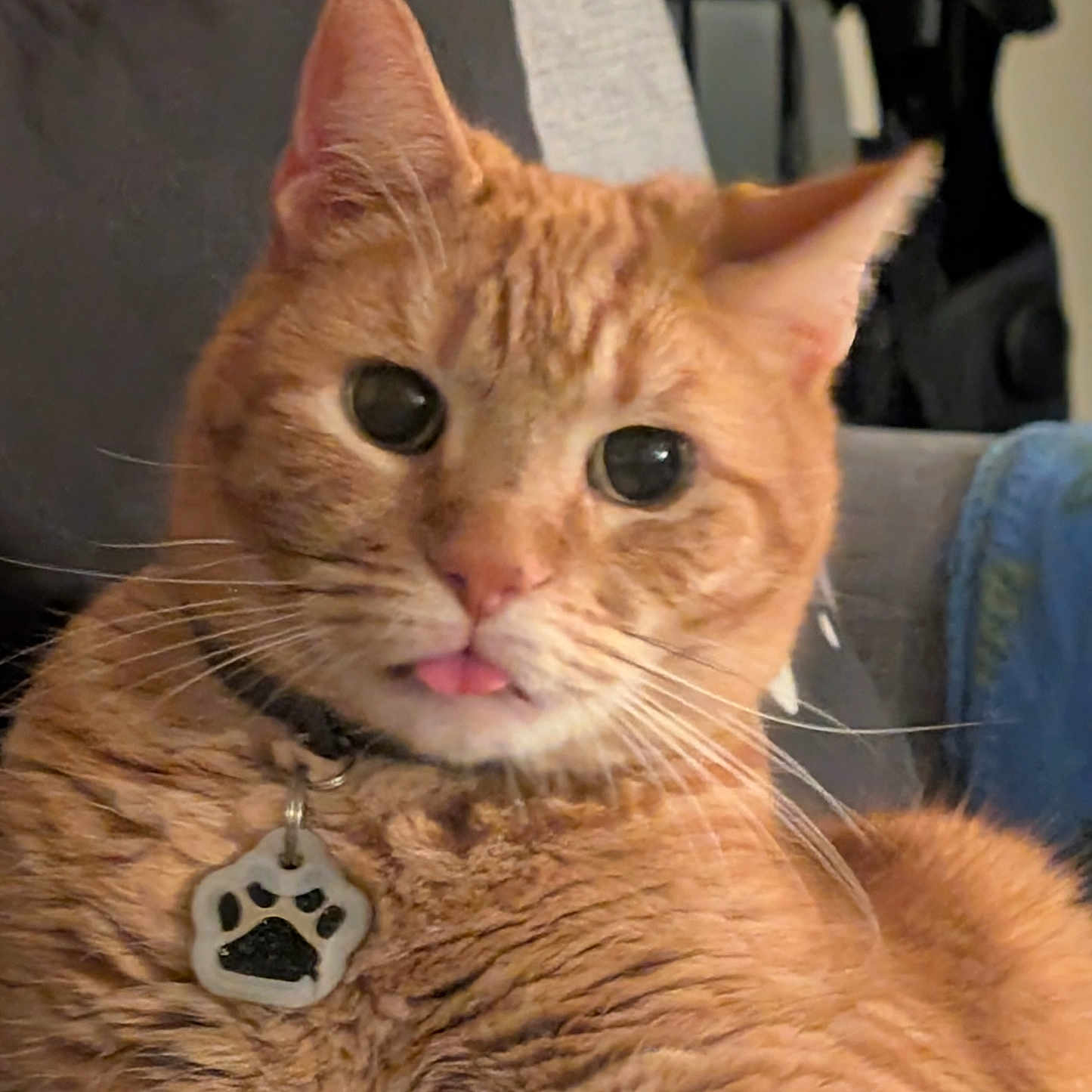 Gato joined the competition — help win amazing prizes! cat, orange_tabby, pet, tongue_out, collar, paw_tag, whiskers, fur, domestic_cat, indoor, couch, relaxed, cute, close_up, animal, feline, face, ears, eyes, home