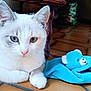 Bianca participe au concours pour gagner de l'argent avec cette photo : animal, blue_eye, blue_toy, cat, closeup, cute, floor, gray_eye, heterochromia, indoor, lying_down, paw, pet, pink_nose, relaxed, stuffed_animal, tile_floor, toy, whiskers, white_cat
