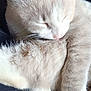 Bianca participe au concours pour gagner de l'argent avec cette photo : animal, beige, cat, close_up, cozy, cute, feline, fluffy, fur, grooming, indoor, mammal, paw, pet, relaxed, resting, sleepy, soft, whiskers, white