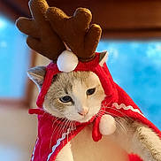 Bianca a rejoint le concours — aidez-le/la à gagner de superbes lots ! animal, cape, cat, christmas, closeup, costume, cute, decorative, ears, feline, holiday, indoor, pet, plush, portrait, red, reindeer_antlers, soft, whiskers, white
