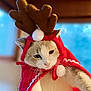animal, cape, cat, christmas, closeup, costume, cute, decorative, ears, feline, holiday, indoor, pet, plush, portrait, red, reindeer_antlers, soft, whiskers, white