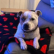 Usha participe au concours pour gagner de l'argent avec cette photo : dog, blanket, heart_pattern, couch, indoor, pet, collar, relaxed, fur, animal, paw, looking, seated, home, furniture, cozy, resting, mammal, domestic_animal, companion