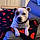 Usha