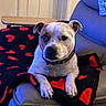 dog, blanket, heart_pattern, couch, indoor, pet, collar, relaxed, fur, animal, paw, looking, seated, home, furniture, cozy, resting, mammal, domestic_animal, companion