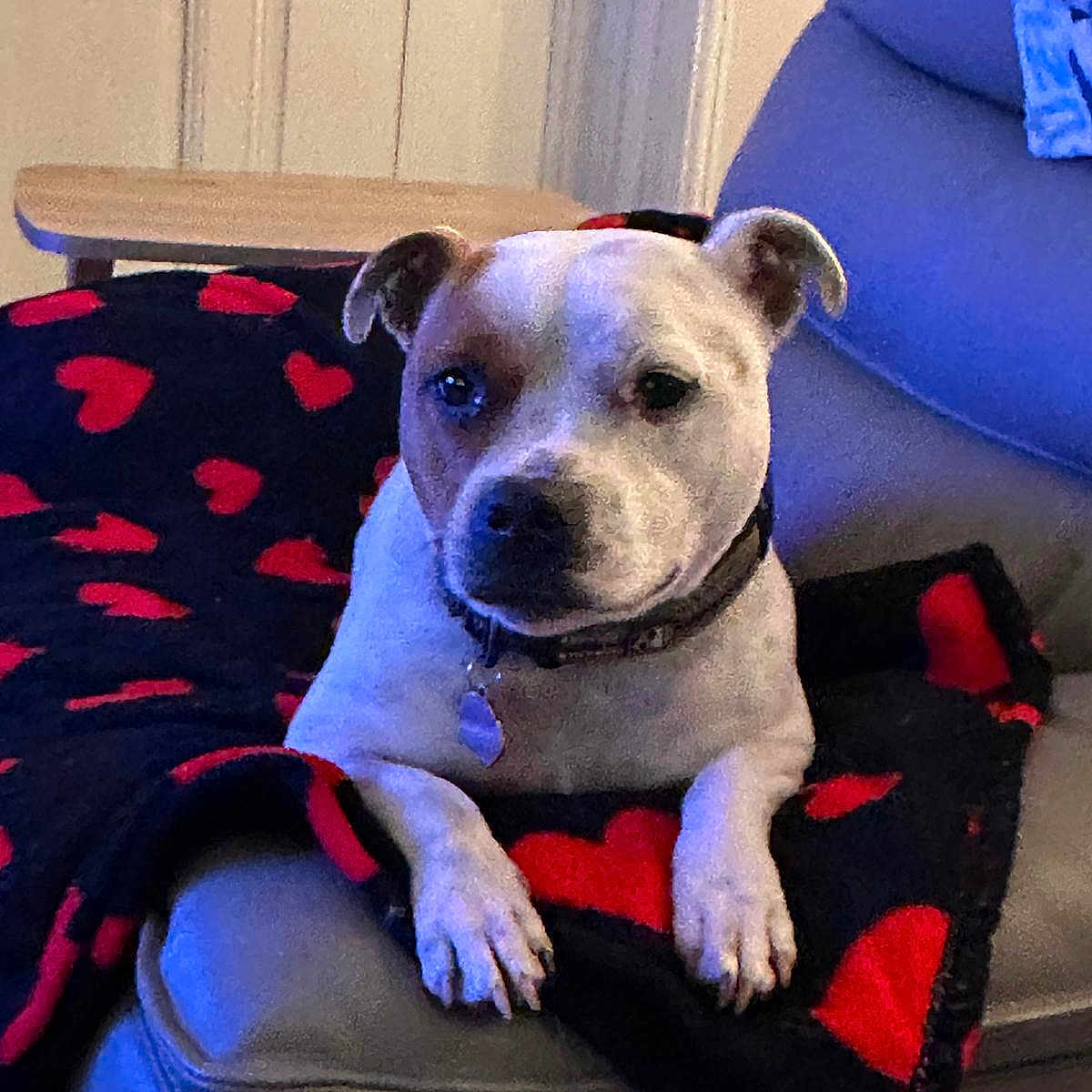 Usha participe au concours pour gagner de l'argent avec cette photo : dog, blanket, heart_pattern, couch, indoor, pet, collar, relaxed, fur, animal, paw, looking, seated, home, furniture, cozy, resting, mammal, domestic_animal, companion
