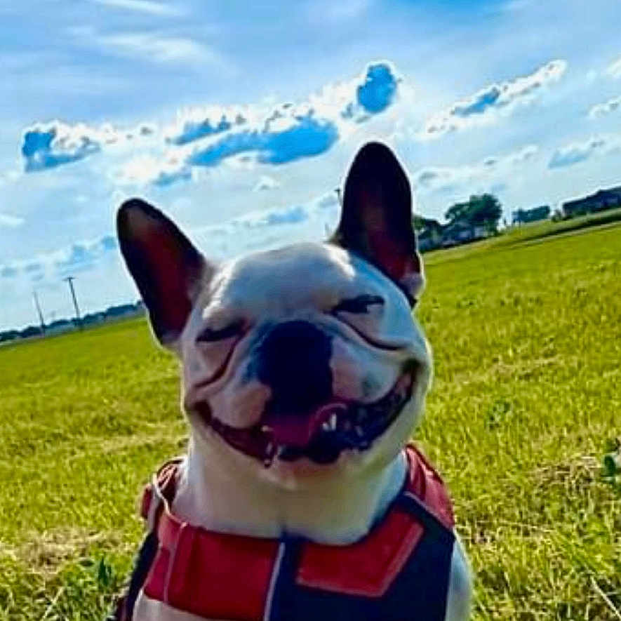 Delilahjames is registered to the contest to win money with this photo: animal, blue_sky, canine, clouds, daylight, dog, ears, field, grass, happy, harness, leash, muzzle, nature, outdoor, pet, sitting, smiling, sunny, tongue