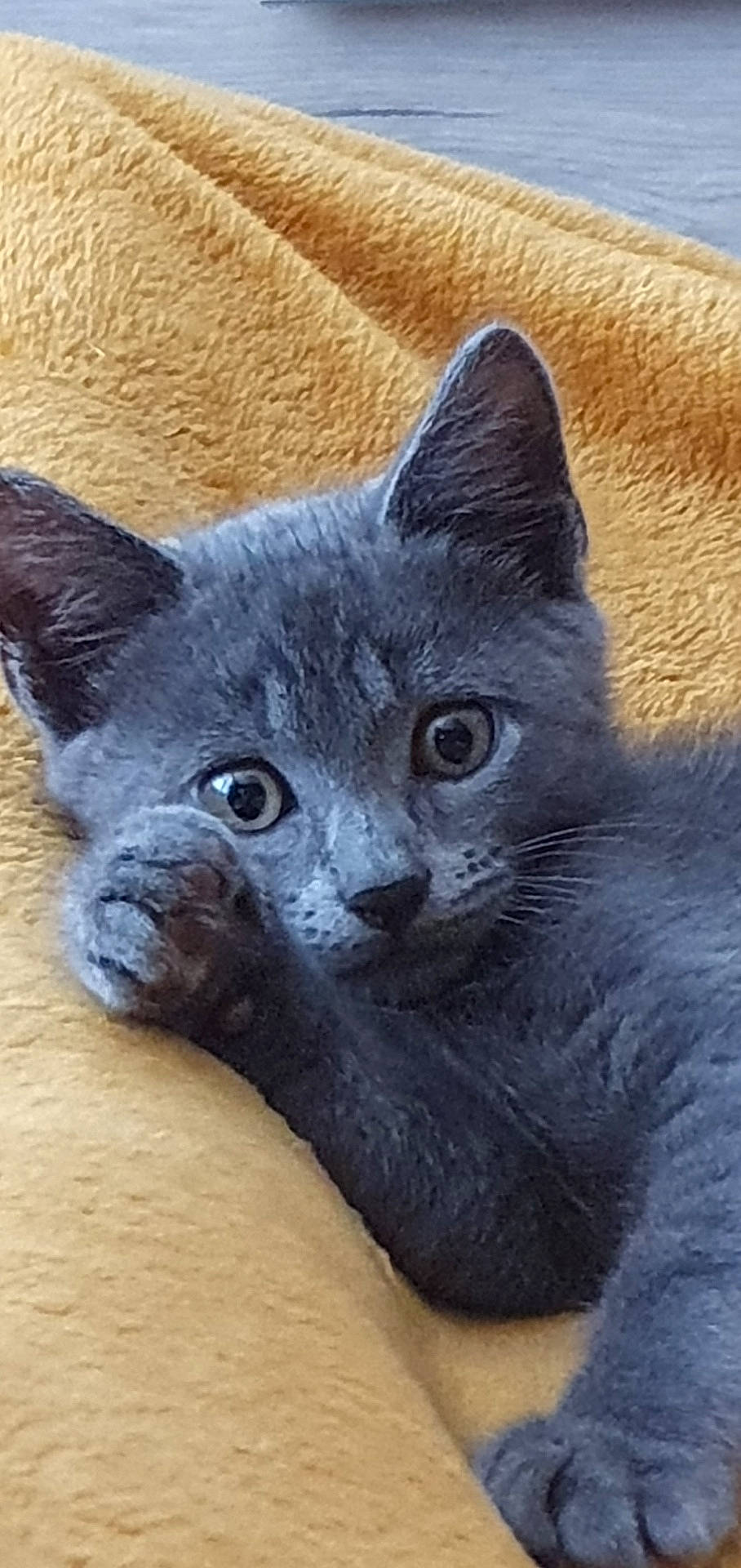 Yoda a rejoint le concours — aidez-le/la à gagner de superbes lots ! abyssinian, animal, blackcat, blanket, cat, couch, egyptiancat, face, furniture, head, kitten, manx, person, pet, photography, portrait, quilt, slate, snout, towel