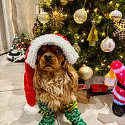 Spirou a rejoint le concours — aidez-le/la à gagner de superbes lots ! accessories, animal, canine, christmas, christmasdecorations, christmastree, clothing, dog, festival, flower, flowerarrangement, footwear, lighting, person, pet, plant, puppy, shoe, terrier, tree