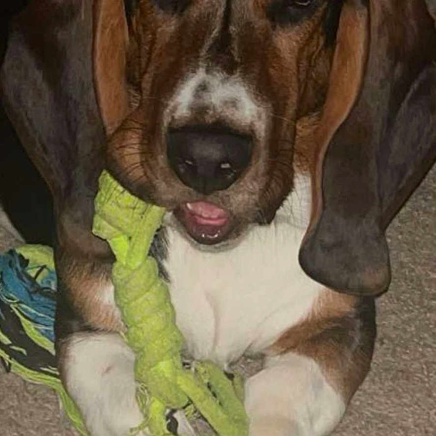 Winston joined the competition — help win amazing prizes! animal, ball, beagle, canine, dog, hound, pet, puppy, snout, sport, tennis, tennisball