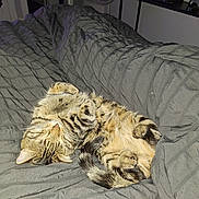 Eddie is registered to the contest to win money with this photo: cat, tabby, sleeping, bed, comforter, indoor, pet, feline, relaxed, cozy, fur, whiskers, tail, paws, domestic_animal, nap, resting, striped, cute, animal