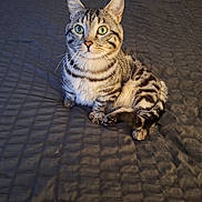 Gordy joined the competition — help win amazing prizes! cat, tabby, pet, animal, green_eyes, fur, whiskers, bed, bedding, indoor, cute, sitting, striped, tail, ears, looking, feline, domestic_cat, resting, cozy