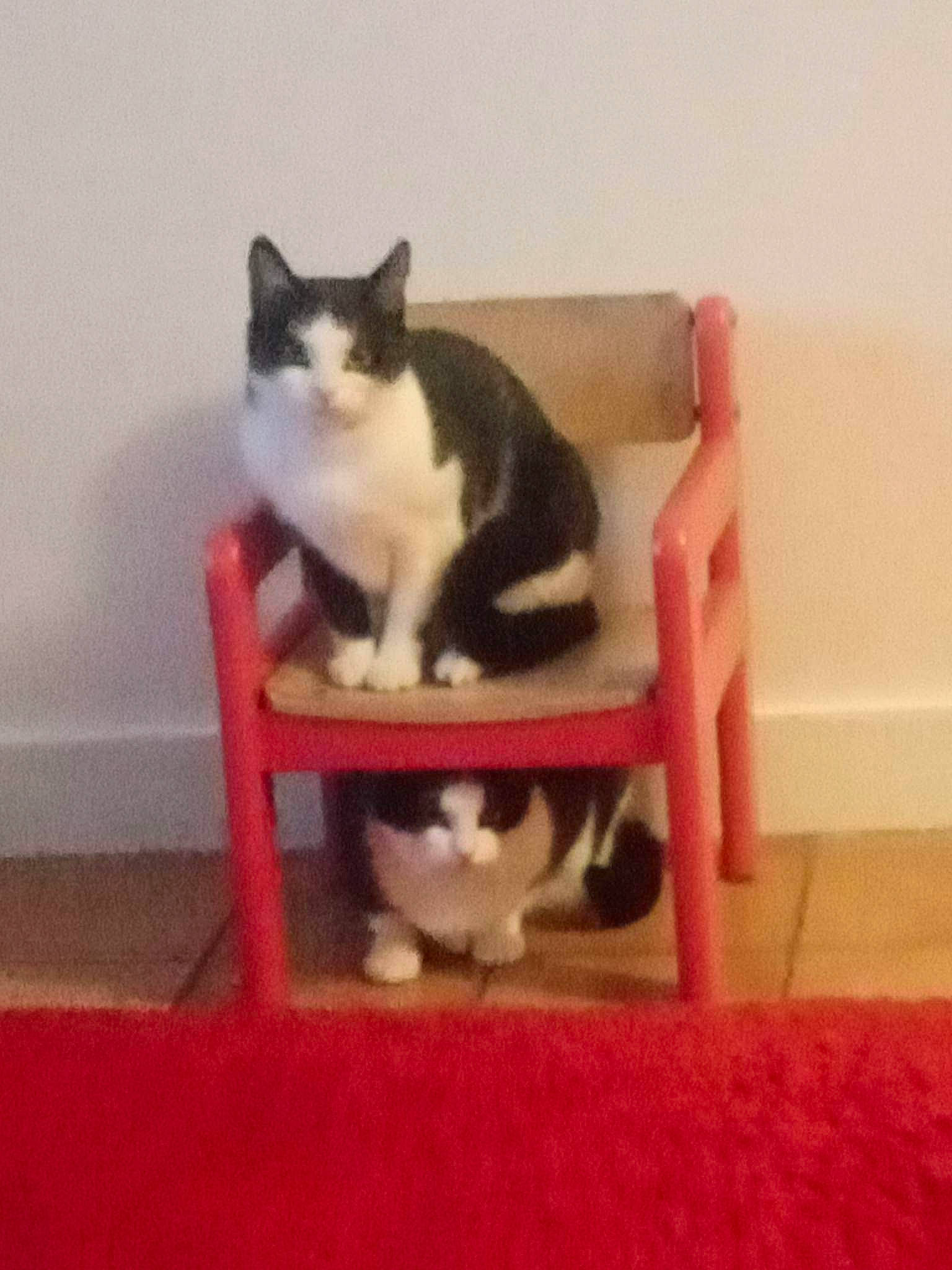 Perle Et Tizi participe au concours pour gagner de l'argent avec cette photo : carnivore, cat, cat_supply, chair, comfort, domestic_short_haired_cat, felidae, floor, flooring, fur, furniture, hardwood, leg, pet_supply, room, small_to_medium_sized_cats, table, tail, whiskers, wood