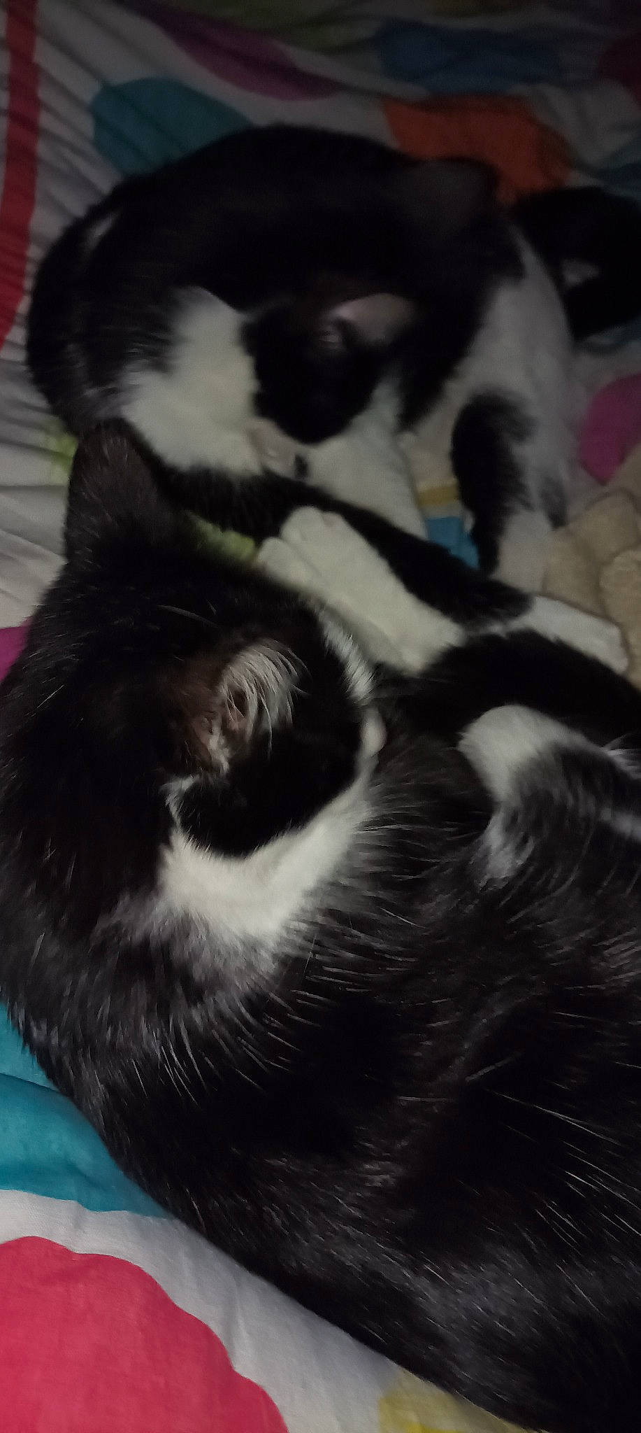 Perle Et Tizi a rejoint le concours — aidez-le/la à gagner de superbes lots ! canidae, carnivore, cat, comfort, companion_dog, dog_breed, domestic_short_haired_cat, felidae, fur, grey, mammal, nap, paw, sleep, small_to_medium_sized_cats, snout, sporting_group, tail, vertebrate, whiskers