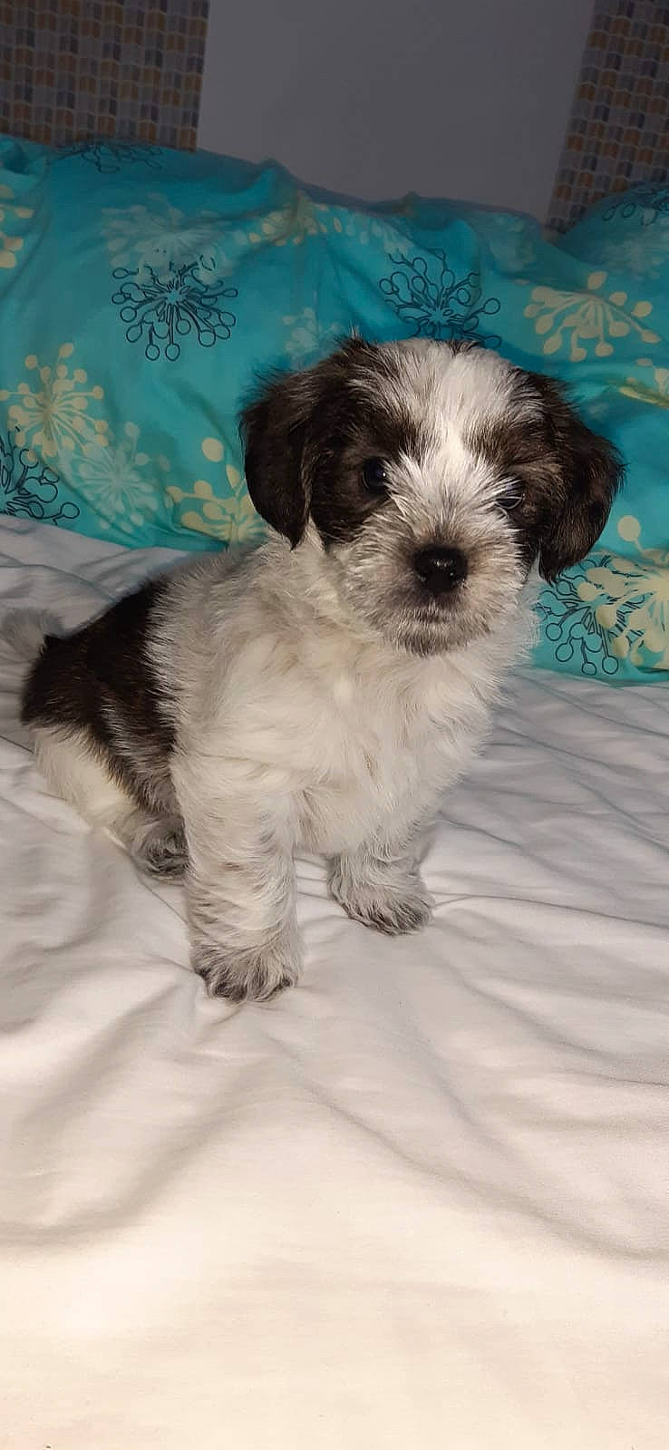 Spike is registered to the contest to win money with this photo: canidae, carnivore, companion_dog, dog, dog_breed, fur, linens, maltepoo, mammal, puppy, small_terrier, snout, sporting_group, terrier, toy_dog, vertebrate, working_animal, working_dog