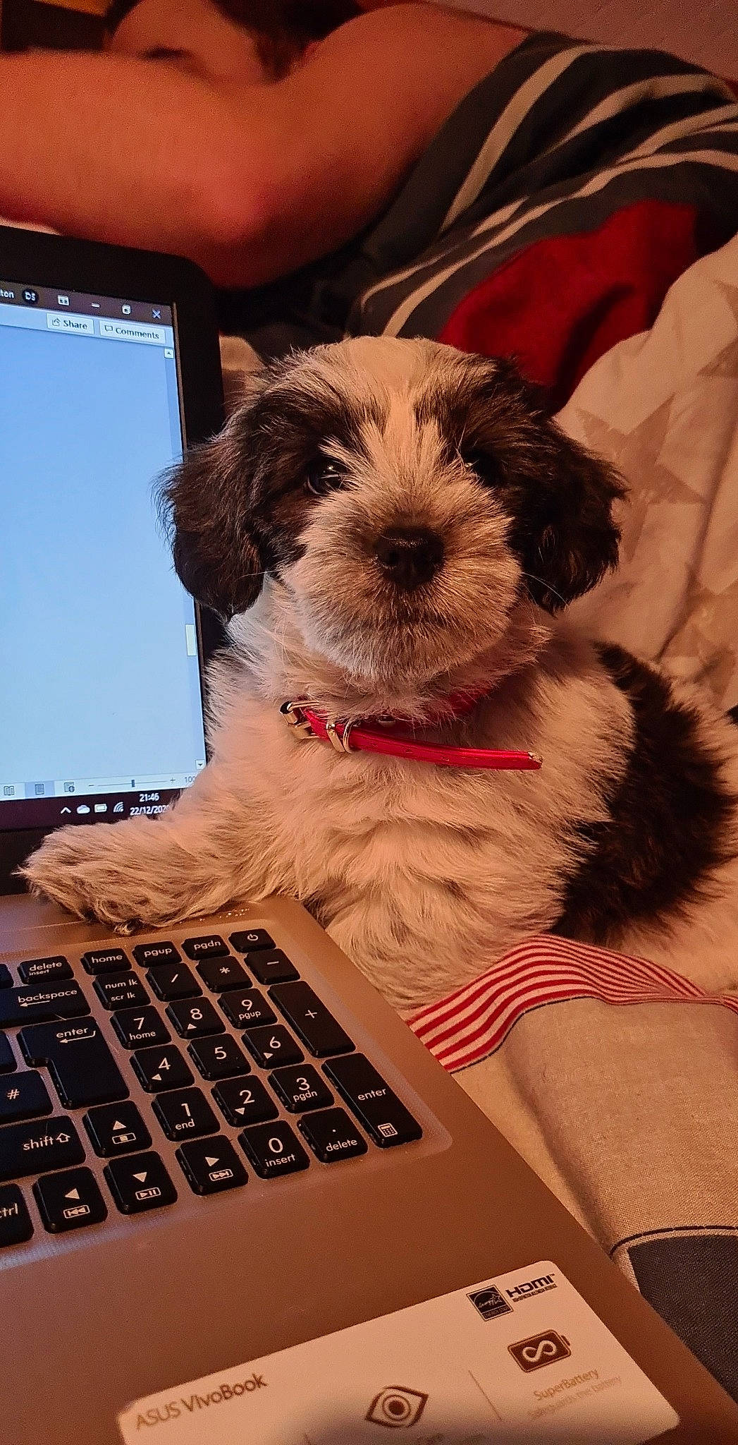 Spike is registered to the contest to win money with this photo: carnivore, computer, computer_accessory, computer_hardware, display_device, dog, dog_breed, electronic_device, electronics, gadget, input_device, laptop, laptop_accessory, laptop_part, office_equipment, output_device, peripheral, product, technology, vertebrate