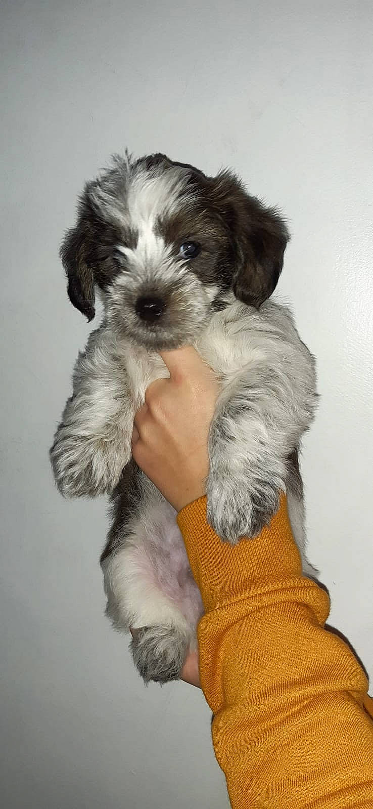 Spike is registered to the contest to win money with this photo: canidae, carnivore, companion_dog, dog, dog_breed, dog_supply, fur, maltepoo, non_sporting_group, paw, puppy, small_terrier, snout, terrier, toy_dog, working_animal, working_dog