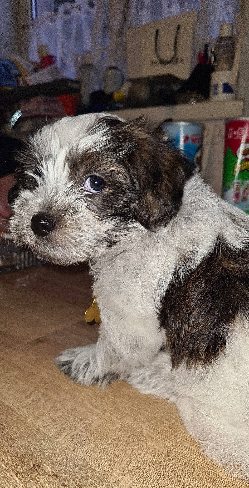 Spike is registered to the contest to win money with this photo: canidae, carnivore, companion_dog, dog, dog_breed, fur, laminate_flooring, puppy, silver, small_terrier, snout, sporting_group, terrier, toy_dog, wood_flooring, working_animal, working_dog