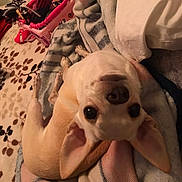 Baby is registered to the contest to win money with this photo: animal, basket, blanket, close_up, cozy, curious, cute, dog, domestic, ears, floor, indoor, lying_down, pet, puppy, resting, small_dog, socks, soft, upside_down