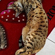 Tigrou a rejoint le concours — aidez-le/la à gagner de superbes lots ! cat, spotted_cat, pet, lying_down, red_mat, heart_shape, tile_floor, indoor, feline, curious, playful, animal, whiskers, paws, fur, home, relaxed, domestic_cat, looking, resting