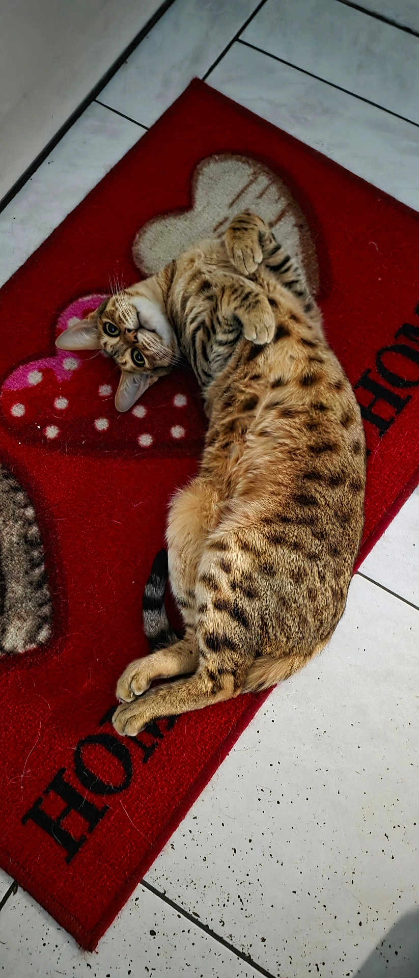 Tigrou