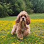 dog, puppy, cocker_spaniel, grass, flowers, yellow_flowers, outdoor, greenery, nature, cute, fluffy, animal, pet, walking, spring, field, ears, fur, young, canine