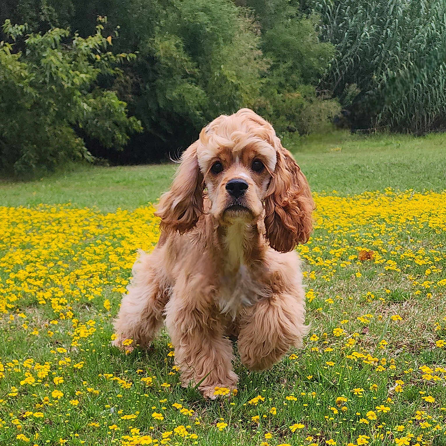 Ozzy joined the competition — help win amazing prizes! animal, canine, cocker_spaniel, cute, dog, ears, field, flowers, fluffy, fur, grass, greenery, nature, outdoor, pet, puppy, spring, walking, yellow_flowers, young