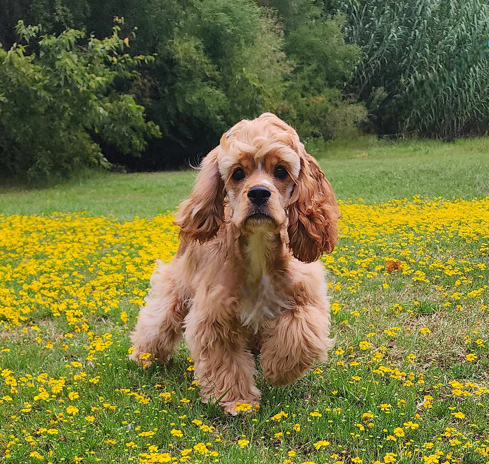 Ozzy joined the competition — help win amazing prizes! dog, puppy, cocker_spaniel, grass, flowers, yellow_flowers, outdoor, greenery, nature, cute, fluffy, animal, pet, walking, spring, field, ears, fur, young, canine
