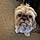 Gizmo